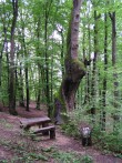 OAK GLEŽNJAK