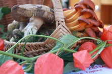 MUSHROOM V STUBAKI, 14th OCTOBER 2017.