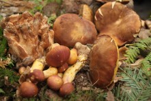 MUSHROOM V STUBAKI, 14th OCTOBER 2017.
