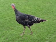 ZAGORJE TURKEY