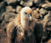 GRIFFON VULTURES, CRES
