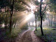 MOTOVUN FOREST