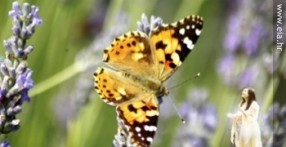 ISTRIAN BUTTERFLY GARDEN, ECO CENTER EIA