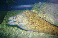 AQUARIUM POREČ