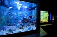 AQUARIUM  ROVINJ 