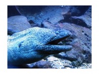 AQUARIUM  ROVINJ 