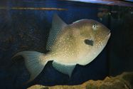 AQUAMARIUM UMAG