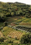 WINERY BENVENUTI, MOTOVUN