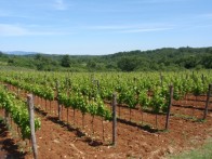 ISTARSKA MALVASIA - DAMJANIĆ WINE, POREČ