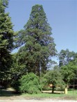 GIANT REDWOOD, SLATINA
