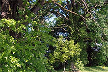 FOREST "TURKY CITY" NEAR SLATINA
