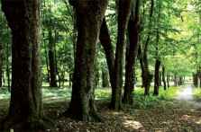 PARK IN SUHOPOLJE