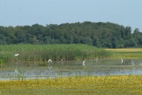 ORNITHOLOGICAL RESERVE CRNA MLAKA
