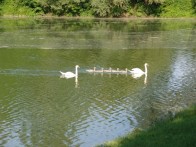 ORNITHOLOGICAL RESERVE SAVA – STRMEC