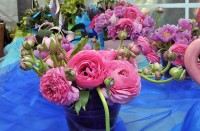 FLOWER DAYS IN SVETI FILIP AND JAKOV, TRAVANJ 2018.
