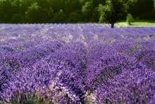 LAVENDER IN COOKERY
