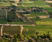 PINĆALUŠA AND POŠIP VINEYARDS, SMOKVICA, ISLAND KORCULA
