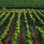 WINE  FRANC ARMAN, VIŽINADA 