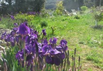 GARDEN PRODUCTS- FRAGRANT GARDEN ISLAND, LOSINJ