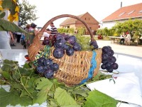 GRAPE HARVEST - "TAK SU BRALI NAŠI STARI", SEPTEMBER 2017.