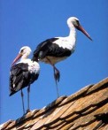 DAY OF THE EUROPEAN STORK VILLAGE, ČIGOČ, 17.06.2017.