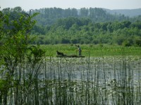 POND DVORINA