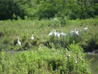 SPECIAL ORNITHOLOGICAL RESERVE JELAS PONDS