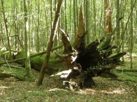 SPECIAL FOREST VEGETATION RESERVE PRAŠNIK