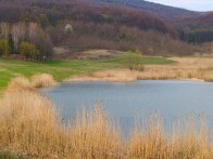 HAZEL WATER
