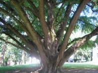 GINKO BILOBA TREE 