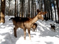FOREST PARK JAPLENŠKI VRH