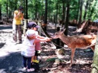 DEER FARM IN SVETI MARTIN NA MURI