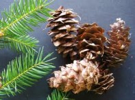 PINE CAR, VELEBIT