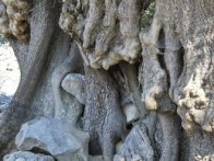 SITES WILD OLIVE - LUN