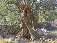 SITES WILD OLIVE - LUN