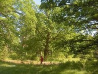 LAUDON GROVE