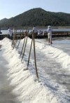STON SALTERN