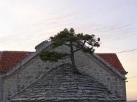 BLACK PINE TREE, NEREŽIŠĆA - ISLAND BRAČ